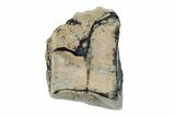 Fossil Ceratopsian Dinosaur Tooth - Judith River Formation #260335-1